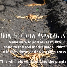 Mary Washington 10 Live asparagus bare root plants -2yr-crowns   